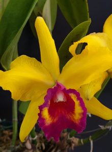 Blc Kathryn Elizabeth Brooker       owned by Jane Kratz