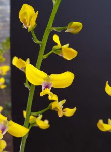 Eulophia speciose                             owned by Karsten Wodrich