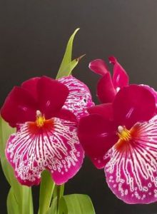 Miltoniopsis Playgirl ‘Kirsten’         owned by Chris Steckner