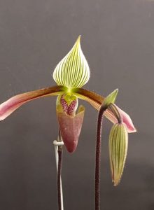 Paphiopedilum dayanum                owned by Chris Hammond